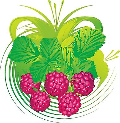 EPS 해외이미지 식물 디자인 계절 열매 꽃 실루엣 음식 분홍색 백그라운드 잎 꽃무늬 패턴 과일 일러스트 자연 프레임 건강 미술 그래픽 빨간색 초록색 빛 유행 라벨 우아함 달콤 먹기 오브젝트 상쾌 그림 산딸기 숙성 해외202004 해외일러스트 감정 컬러 컨셉 무늬 모션 문화예술 촬영기법 맛 생태계 파일형식 벡터 이미지허브