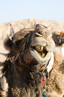 포토 JPG 해외이미지 동물 모래 여행 포유류 아프리카 건조 털 이집트 사람없음 야외 햇빛 태양 갈색 노란색 사막 뜨거움 사파리 낙타 이국적 해외202004 해외포토 자연요소 나라 컬러 파일형식 이미지허브
