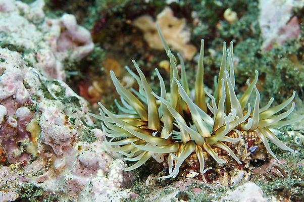 포토 JPG 해외이미지 식물 동물 바다 섬 오리 사람없음 초록색 물 바닷속 수중 흰색 닫기 다이빙 캘리포니아 태평양 암초 가리비 질서 아네모네 채널 포식 해외202004 해외포토 자연요소 꽃 컬러 모션 조류 조개 수영 미국 예절 수중스포츠 파일형식 이미지허브