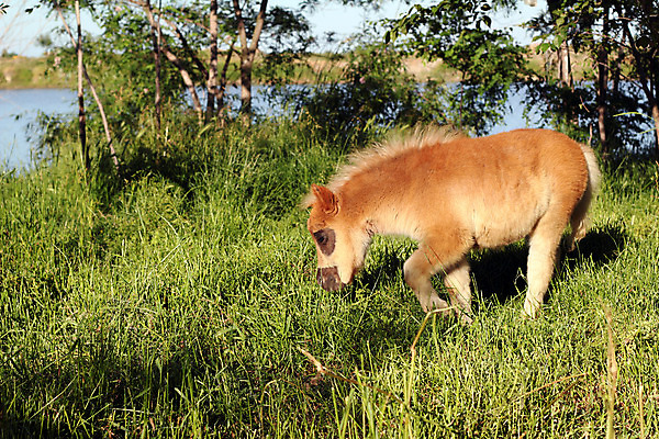 포토 JPG 해외이미지 나무 동물 1 밭 포유류 자연 사람없음 야외 초록색 반려동물 농장 갈색 가축 봄 목장 아기 승마 작음 조랑말 망아지 혼자 해외202004 해외포토 식물 계절 새끼 스포츠 컬러 농업 사람 말_동물 크기 생태계 파일형식 이미지허브