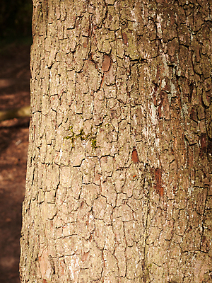 포토 JPG 해외이미지 나무 식물 공원 선 백그라운드 패턴 자연 표면 날씨 추상 건조 이끼 사람없음 야외 목재 갈색 환경 소나무 거친 보호 널 숲 장작 자르기 피부 묘사 질감 나무껍질 잡동사니 내추럴 그런지 수목 옛날 울퉁불퉁 노화 해외202004 해외포토 공공시설 컬러 컨셉 무늬 재료 모션 신체부위 껍질 생태계 파일형식 이미지허브