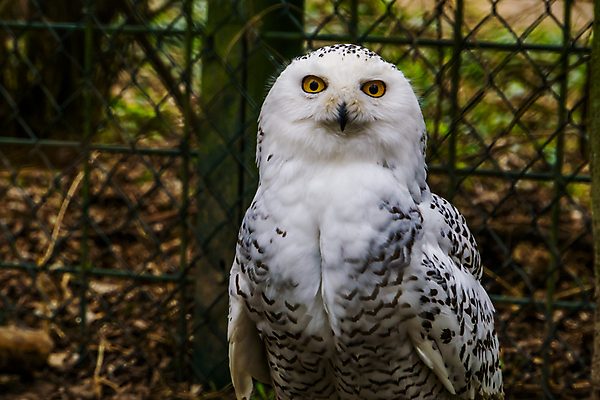 포토 JPG 해외이미지 여자 얼굴 조류 종류 사람없음 빨간색 반려동물 노란색 머리 검은색 미국 흰색 보호 야간 먹이 북극 깃털 신분 부엉이 북쪽 멸종 진실 포식 목차 해외202004 해외포토 자연요소 동물 컬러 컨셉 북아메리카 사람 신체부위 극지방 방향 파일형식 이미지허브