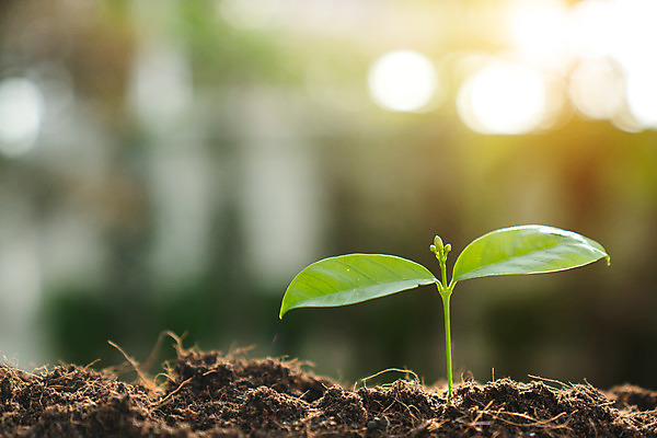 포토 JPG 해외이미지 나무 식물 백그라운드 컨셉 잎 돈 농업 자연 새로움 씨앗 사람없음 초록색 햇빛 새싹 정원 흙 봄 성장 먼지 모종 처음 해외202004 해외포토 계절 산업 컬러 태양 재산 생태계 파일형식 이미지허브