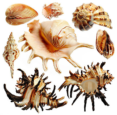 포토 JPG 해외이미지 디자인 별 모래 파도 바다 백그라운드 컨셉 패턴 곡선 자연 휴가 조개 미술 사람없음 야외 컬러풀 환경 껍질 선택 수집 배열 묘사 질감 모음 내추럴 고립 생태학 이국적 파라다이스 많음 해외202004 해외포토 자연요소 교육 선 컬러 무늬 문화예술 어패류 한글 생태계 파일형식 이미지허브