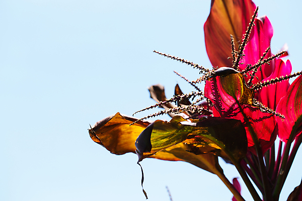 포토 JPG 해외이미지 식물 계절 꽃잎 꽃 분홍색 꽃다발 백그라운드 잎 꽃무늬 밭 자연 휴식 사람없음 장식 초록색 컬러풀 노란색 정원 봄 성장 벚꽃 흰색 신선 그룹 닫기 묘사 발리 내추럴 이국적 하와이인 환상 알로하 해외202004 해외포토 외국인 컬러 섬 컨셉 무늬 농업 모션 인사 생태계 인도네시아 파일형식 이미지허브