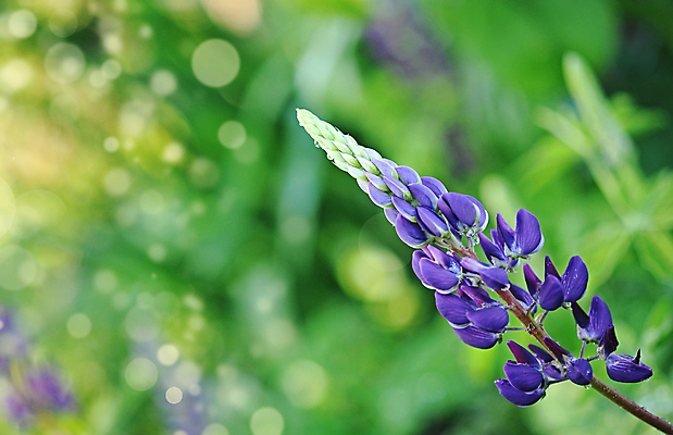 포토 JPG 해외이미지 식물 꽃잎 꽃 유럽 분홍색 북아메리카 농업 사람없음 햇빛 정원 들꽃 보케 뿌리 알레르기 영원 해외202004 해외포토 나라 산업 컬러 아메리카 태양 질병 파일형식 이미지허브