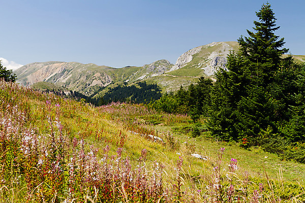 포토 JPG 해외이미지 나무 꽃 자연 하늘 산 풍경 사람없음 야외 파란색 환경 보라색 신선 소나무 숲 언덕 칠면조 내추럴 산악지대 절정 해외202004 해외포토 식물 컬러 조류 생태계 파일형식 이미지허브