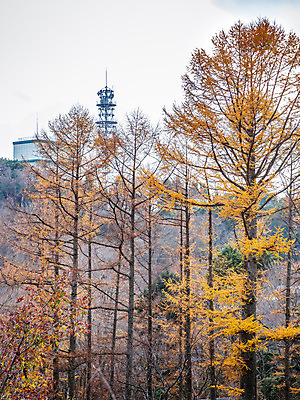 포토 JPG 해외이미지 나무 식물 계절 공원 꽃 줄기 잎 겨울 오렌지 자연 산 사람없음 목재 초록색 컬러풀 노란색 일본 추위 벚꽃 가을 나뭇가지 소나무 숲 시원함 내추럴 강렬 해외202004 해외포토 공공시설 아시아 컬러 과일 재료 생태계 파일형식 이미지허브