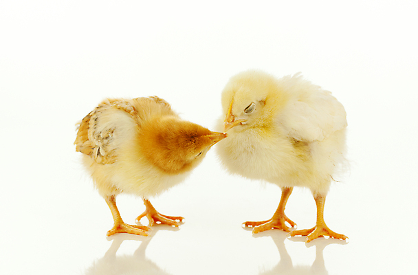 포토 JPG 해외이미지 동물 2 조류 휴가 부활절 키스 병아리 사랑 사람없음 노란색 치킨 봄 신생아 작음 흰배경 솜털 해외202004 해외포토 계절 기념일 감정 컬러 백그라운드 흰색 아기 크기 애정표현 닭고기요리 파일형식 이미지허브