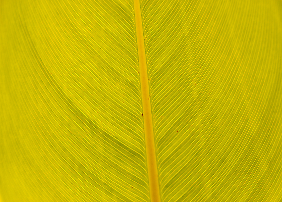 포토 JPG 해외이미지 식물 계절 줄기 백그라운드 잎 밭 자연 날씨 건강 풍경 잔디 사람없음 야외 초록색 물 여름 햇빛 평화 환경 정원 화목 침묵 봄 활발 성장 물방울 신선 소프트포커스 빗방울 허브 순수 생물학 내추럴 생태학 카피스페이스 해외202004 해외포토 자연요소 교육 컬러 컨셉 농업 촬영기법 태양 소리 공백 비_날씨 생태계 파일형식 이미지허브