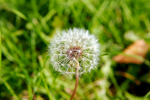 포토 JPG 해외이미지 식물 꽃 줄기 백그라운드 밭 자연 씨앗 풍경 잔디 사람없음 야외 초록색 여름 빛 머리 환경 정원 벚꽃 흰색 자녀 시골 잡초 개화 민들레 땅 허브 깃털 오브젝트 싱글 원예 낙하산 솜털 여의주 취급주의 해외202004 해외포토 계절 컬러 농업 경고 취미 신체부위 생태계 파일형식 이미지허브