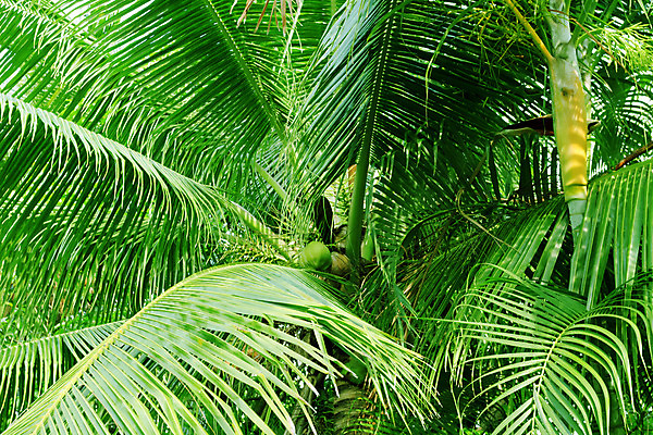 포토 JPG 해외이미지 나무 식물 문화 백그라운드 잎 패턴 자연 추상 기술 손바닥 사람없음 가로 초록색 여름 봄 활발 신선 숲 가득함 질감 코코넛 전경 해외202004 해외포토 손 계절 컬러 컨셉 무늬 과일 풍경 생태계 파일형식 탑뷰 이미지허브