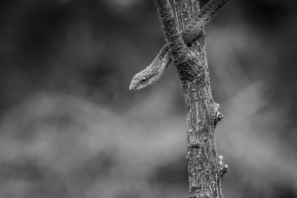 포토 JPG 해외이미지 동물 야생동물 파충류 아프리카 자연 흑백 사람없음 뱀 보호 사파리 남아프리카 해외202004 해외포토 나라 컨셉 촬영기법 생태계 파일형식 이미지허브