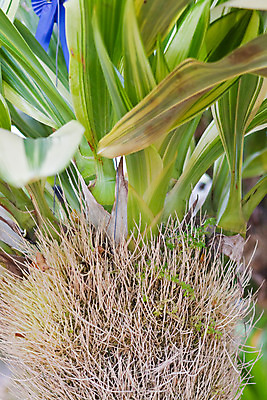 포토 JPG 해외이미지 식물 디자인 꽃잎 꽃 분홍색 꽃다발 잎 꽃무늬 패턴 자연 사람없음 장식 여름 환경 정원 보라색 봄 벚꽃 흰색 나뭇가지 시골 난초 우아함 닫기 배열 제비꽃 보케 향 내추럴 해외202004 해외포토 나무 계절 컬러 컨셉 무늬 모션 생태계 파일형식 이미지허브