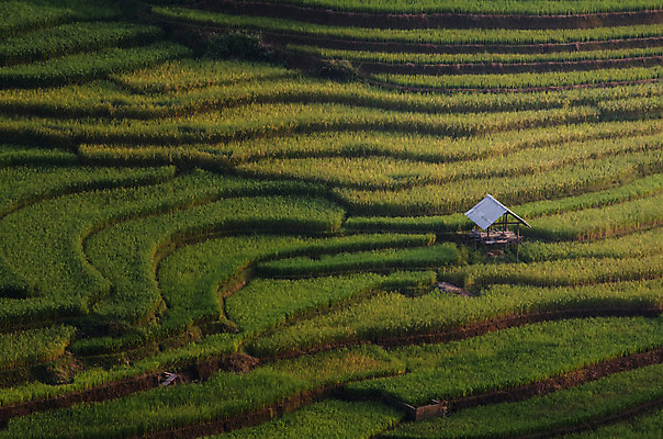 포토 JPG 해외이미지 식물 아시아 지구 음식 여행 잎 밭 곡선 태국 자연 밥 산 동양인 풍경 사람없음 야외 초록색 농장 환경 계곡 중국 일몰 흙 거친 땅 원예 베트남 발리 캄보디아 지역 말레이시아 경영 규정 땅바닥 미얀마 생태학 인도차이나반도 제어 해외202004 해외포토 교육 나라 선 컬러 섬 농업 비즈니스 바닥 인종 취미 노을 동남아시아 생태계 인도네시아 파일형식 이미지허브