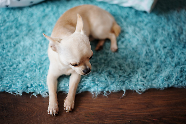 포토 JPG 해외이미지 동물 포스터 새끼 백그라운드 포유류 바닥 주택 털 실내 미술 사람없음 목재 파란색 반려동물 금발 검은색 카펫 방 미니어처 흰색 잠 화려 개 달콤 강아지 인쇄 작음 담요 모피 크림 만족 진흙 치와와 송곳니 기르기 유래 해외202004 해외포토 나무 헤어스타일 감정 컬러 컨셉 재료 문화예술 내부 건물 모형 맛 치아 크기 돌봄 파일형식 이미지허브
