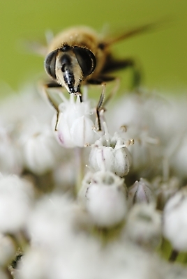 포토 JPG 해외이미지 식물 동물 1 꽃잎 꽃 야생동물 곤충 잎 꽃무늬 자연 사람없음 야외 여름 컬러풀 노란색 정원 봄 줄무늬 활발 모임 벚꽃 업무 작업 수분 벌 수집 싱글 유기농 꽃가루 노력 꿀 찌르기 내추럴 해외202004 해외포토 웰빙 계절 컬러 컨셉 무늬 모션 가루 생태계 파일형식 이미지허브