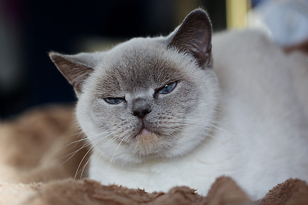 포토 JPG 해외이미지 동물 1 영어 응시 문화 무기 얼굴 백그라운드 포유류 가족 영국 잉글랜드 수염 털 사람 앉기 성인 사람없음 파란색 반려동물 약 노란색 고양이 줄무늬 회색 흰색 고급 은색 작음 유혹 비만 슛 얼룩무늬 솜털 타이틀 고립 접기 스코틀랜드 해외202004 해외포토 문자 시선 유럽 컬러 컨셉 무늬 의학 관계 모션 신체부위 크기 몸매 파일형식 이미지허브