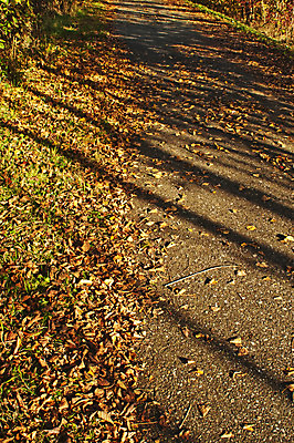 포토 JPG 해외이미지 계절 선 백그라운드 잎 조명 그림자 사람없음 세로 빛 갈색 노란색 맑음 침묵 가을 떨어짐 명상 질감 장면 흙더미 방법 해외202004 해외포토 식물 컬러 컨셉 날씨 소리 흙 파일형식 더미 이미지허브