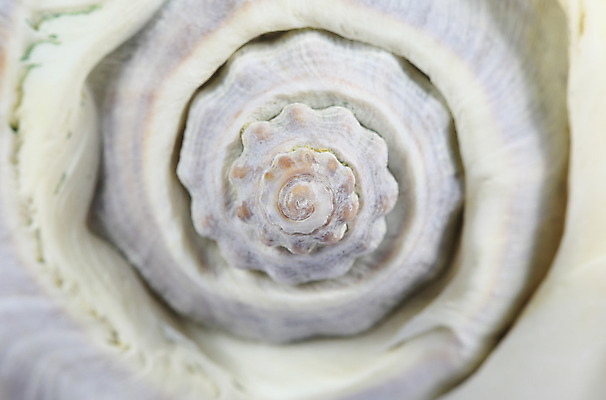 포토 JPG 해외이미지 백그라운드 패턴 곡선 조개 연체동물 나선형 사람없음 장식 껍질 원형 닫기 소라 질감 굴곡 해외202004 해외포토 도형 선 무늬 모션 어패류 무척추동물 파일형식 이미지허브