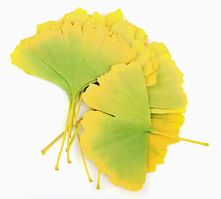 포토 JPG 해외이미지 스튜디오촬영 나무 식물 줄기 백그라운드 잎 재료 자연 중국문화 건강 사람없음 초록색 건강관리 정원 봄 성장 약재 흰색 신선 닫기 자르기 허브 오브젝트 내추럴 고립 해외202004 해외포토 동양문화 계절 컬러 외국문화 모션 실내 관리 약 생태계 파일형식 이미지허브