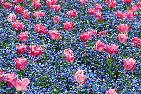 포토 JPG 해외이미지 식물 디자인 계절 꽃잎 꽃 별 백그라운드 잎 꽃무늬 패턴 자연 사람없음 초록색 여름 머리 봄 벚꽃 가을 신선 그룹 작음 오브젝트 데이지 멀티 해외202004 해외포토 자연요소 컬러 무늬 신체부위 크기 생태계 파일형식 이미지허브