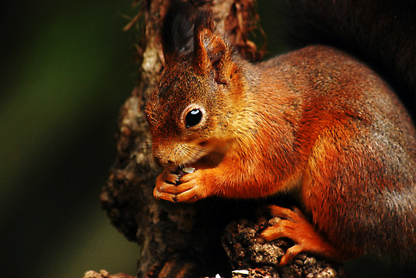 포토 JPG 해외이미지 나무 동물 사람없음 초록색 갈색 다람쥐 해외202004 해외포토 식물 컬러 설치류 파일형식 이미지허브