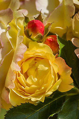 포토 JPG 해외이미지 식물 꽃잎 꽃 백그라운드 꽃무늬 자연 사람없음 컬러풀 장미 정원 봄 신선 5월 묘사 해외202004 해외포토 계절 컬러 무늬 날짜 생태계 파일형식 이미지허브