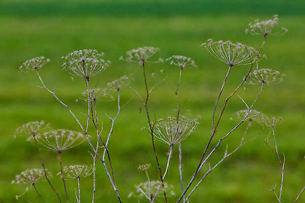 포토 JPG 해외이미지 식물 계절 꽃 백그라운드 꽃무늬 패턴 채소 자연 추상 건조 사람없음 야외 장식 초록색 여름 빛 약 갈색 환경 정원 벚꽃 흰색 신선 개화 약초 큼 허브 묘사 질감 보케 내추럴 식용 추가 해외202004 해외포토 컬러 무늬 의학 풀_식물 크기 생태계 파일형식 이미지허브