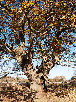 포토 JPG 해외이미지 나무 식물 구름 계절 공원 지구 낙엽 잎 밭 자연 날씨 파노라마 풍경 잔디 사람없음 빨간색 초록색 여름 평화 환경 침묵 일몰 활발 수확 가을 나뭇가지 시골 고독 숲 이슬 큼 땅 싱글 멀리 그런지 혼자 해외202004 해외포토 자연요소 공공시설 감정 컬러 컨셉 농업 촬영기법 노을 소리 크기 생태계 파일형식 이미지허브