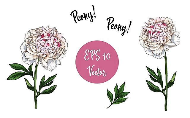 EPS 해외이미지 식물 손 디자인 꽃잎 꽃 줄기 꽃다발 결혼 백그라운드 잎 꽃무늬 일러스트 자연 장식 여름 세트 유행 봄 수확 벚꽃 흰색 인사 신용카드 생일 그리기 그림 복고 엽서 초대 고립 엘리먼트 작약 스타일 현실 해외202004 해외일러스트 계절 기념일 컬러 무늬 농업 모션 이벤트 신체부위 금융 예절 편지 생태계 파일형식 벡터 이미지허브