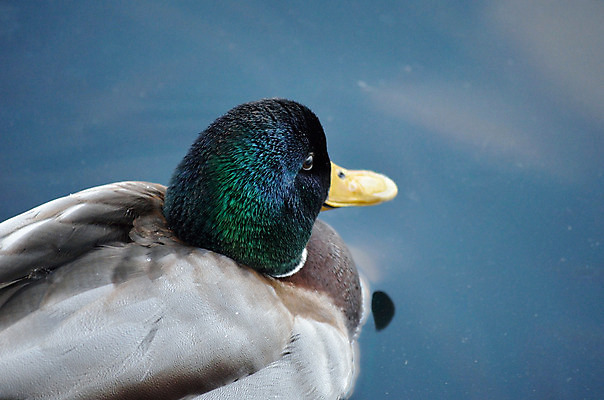 포토 JPG 해외이미지 동물 응시 계절 남자 야생동물 바다 포즈 겨울 날개 자연 조류 오리 사람없음 야외 옆모습 초록색 물 파란색 컬러풀 갈색 수영 닫기 깃털 부리 장면 물새 청둥오리 계산서 해외202004 해외포토 자연요소 시선 뷰포인트 컬러 모션 사람 수상스포츠 생태계 파일형식 이미지허브