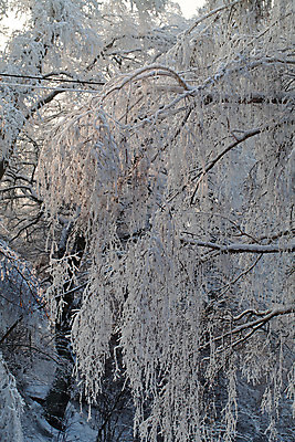 포토 JPG 해외이미지 나무 계절 공원 길 선 백그라운드 겨울 밭 자연 하늘 날씨 풍경 사람없음 야외 환경 정원 얼음 일몰 추위 백발 흰색 나뭇가지 시골 소나무 숲 시원함 12월 크리스탈 묘사 그림 서리 장면 마법 눈보라 1월 산악지대 2월 강렬 눈내림 해외202004 해외포토 자연요소 식물 헤어스타일 공공시설 컬러 농업 산 눈_날씨 노을 날짜 광석 생태계 파일형식 이미지허브
