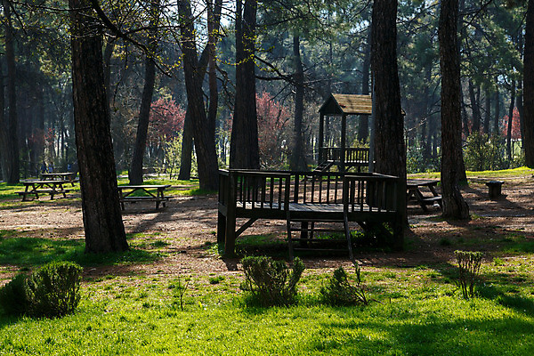 포토 JPG 해외이미지 나무 식물 공원 꽃 도로 길 잎 밭 자연 국립공원 잔디 사람없음 목재 계단 환경 정원 나뭇가지 신선 소나무 숲 오솔길 땅 허브 유기농 생태계 생물학 뿌리 내추럴 땅바닥 생태학 해외202004 해외포토 웰빙 공공시설 교육 농업 재료 교통시설 바닥 파일형식 이미지허브