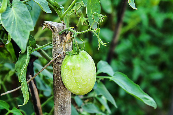 포토 JPG 해외이미지 식물 음식 잎 밭 농업 토마토 채소 과일 자연 건강 사람없음 야외 빨간색 초록색 농장 정원 성장 신선 다발 유기농 원예 날것 내추럴 숙성 온실 해외202004 해외포토 웰빙 산업 컬러 취미 생태계 파일형식 이미지허브