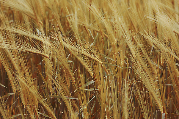 포토 JPG 해외이미지 식물 빵 줄기 백그라운드 밭 농업 자연 씨앗 풍경 사람없음 농작물 농장 농경지 노란색 수확 성장 황금 낟알 시리얼 밀 밀짚 내추럴 밭일 숙성 호밀 해외202004 해외포토 산업 음식 컬러 곡류 짚 생태계 파일형식 이미지허브
