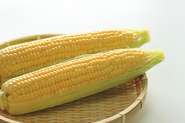 포토 JPG 해외이미지 음식 백그라운드 농업 채소 자연 건강 옥수수 요리 사람없음 초록색 농장 노란색 수확 신선 달콤 먹기 내추럴 고립 해외202004 해외포토 산업 컬러 모션 곡류 맛 생태계 파일형식 이미지허브
