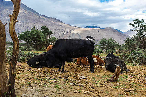 포토 JPG 해외이미지 동물 자연 산 풍경 사람없음 야외 소 내추럴 해외202004 해외포토 포유류 생태계 파일형식 이미지허브