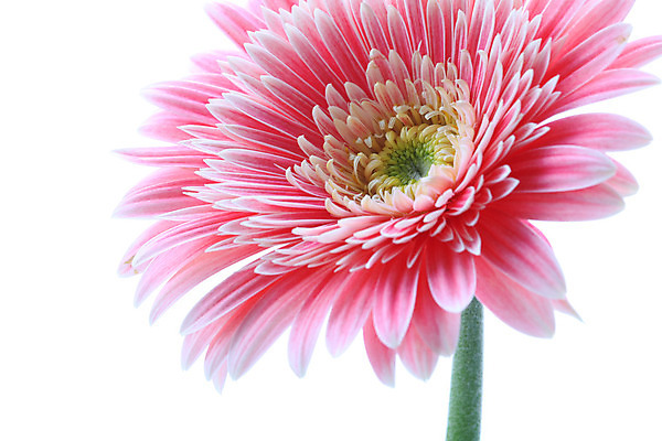 포토 JPG 해외이미지 식물 꽃잎 꽃 분홍색 꽃무늬 자연 선물 사람없음 장식 컬러풀 흰색 개화 데이지 거베라 고립 캐모마일 해외202004 해외포토 컬러 무늬 허브 생태계 파일형식 이미지허브