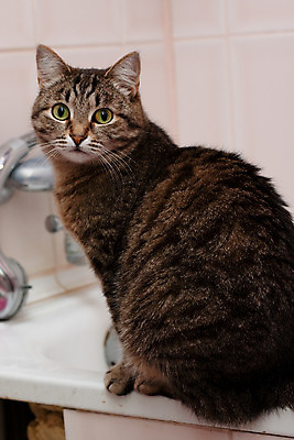 포토 JPG 해외이미지 동물 응시 분홍색 포즈 실내 앉기 사람없음 내부 반려동물 검은색 고양이 목욕 놀람 회색 욕실 슬픔 수리 얼룩무늬 유지 해외202004 해외포토 시선 감정 컬러 무늬 포유류 모션 표정 청결 파일형식 이미지허브