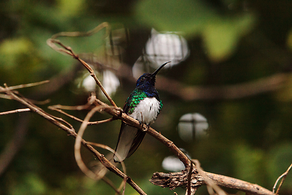 포토 JPG 해외이미지 날개 자연 조류 사람없음 깃털 해외202004 해외포토 동물 생태계 파일형식 이미지허브
