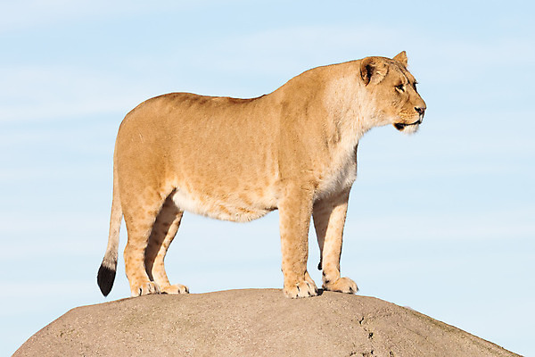 포토 JPG 해외이미지 동물 공원 야생동물 겨울 포유류 아프리카 자연 털 사람없음 야외 환경 고양이 게임 황무지 위험 큼 육식동물 사냥꾼 사자자리 서식지 남쪽 동물상 마사이족 사바나 암사자 이국적 해외202004 해외포토 직업 계절 공공시설 나라 컨셉 놀이 반려동물 조형물 별자리 사자 크기 암컷 방향 생태계 파일형식 이미지허브