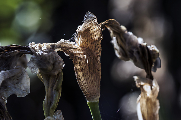 포토 JPG 해외이미지 식물 계절 꽃잎 꽃 줄기 잎 자연 건조 사람없음 초록색 컬러풀 햇빛 갈색 노란색 정원 봄 활발 다양 에너지 성장 흰색 시골 죽음 시간 수분 순환 화단 꽃가루 붓꽃 시들음 정맥 광합성 영양분 노화 해외202004 해외포토 컬러 다수 컨셉 모션 태양 가루 생태계 혈관 파일형식 이미지허브