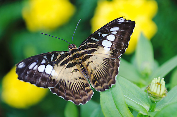 포토 JPG 해외이미지 꽃 나비 날개 사람없음 초록색 컬러풀 갈색 노란색 나방 해외202004 해외포토 식물 컬러 곤충 파일형식 이미지허브