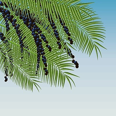 EPS 해외이미지 식물 라이프스타일 디자인 열매 음식 백그라운드 잎 농업 다이어트 과일 일러스트 재료 자연 건강 손바닥 초록색 보라색 에너지 나뭇가지 신선 스케치 먹기 허브 그림 에코 유기농 날것 브라질 내추럴 보충 고립 이국적 채식주의자 슈퍼푸드 브라질사람 비건 해외202004 해외일러스트 나무 손 웰빙 산업 컬러 모션 미술 생활 환경 남아메리카 생태계 채식 건강식품 파일형식 벡터 이미지허브