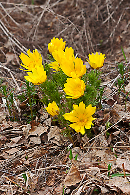 포토 JPG 해외이미지 식물 계절 꽃 잎 자연 사람없음 노란색 봄 러시아 해외202004 해외포토 유럽 컬러 생태계 파일형식 이미지허브