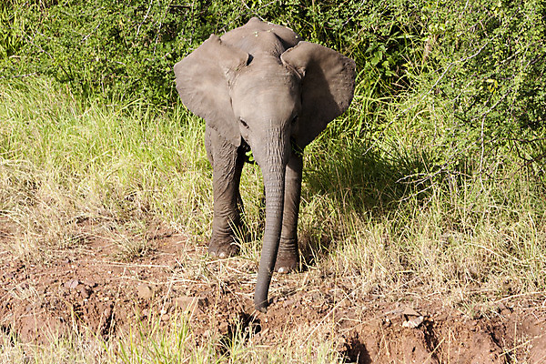 포토 JPG 해외이미지 동물 공원 야생동물 여행 백그라운드 포유류 가족 아프리카 자연 하늘 초식동물 코끼리 함께함 사랑 풍경 사람없음 야외 초록색 여름 친구 걷기 환경 검은색 힘 우정 흰색 아기 그룹 황무지 군중 사자 큼 대표 사파리 냄새 상아 멸종 케냐 코뿔소 남쪽 고립 남아프리카 요금 전국 탄자니아 해외202004 해외포토 계절 공공시설 감정 나라 컬러 컨셉 관계 모션 사람 크기 방향 생태계 파일형식 이미지허브