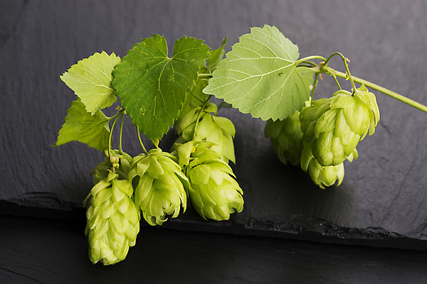 포토 JPG 해외이미지 잎 회색배경 실내 사람없음 잎줄기 해외202004 홉 해외포토 식물 줄기 백그라운드 내부 회색 파일형식 이미지허브