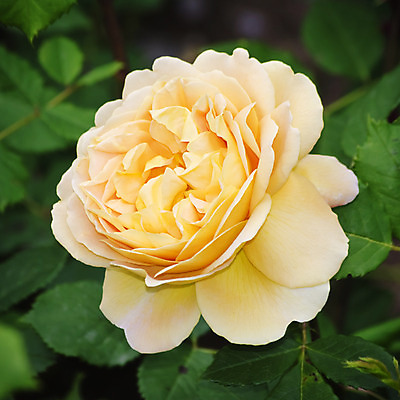 포토 JPG 해외이미지 식물 꽃 잎 꽃무늬 자연 사람없음 장미 정원 봄 벚꽃 나뭇가지 원예 내추럴 해외202004 해외포토 나무 계절 무늬 취미 생태계 파일형식 이미지허브