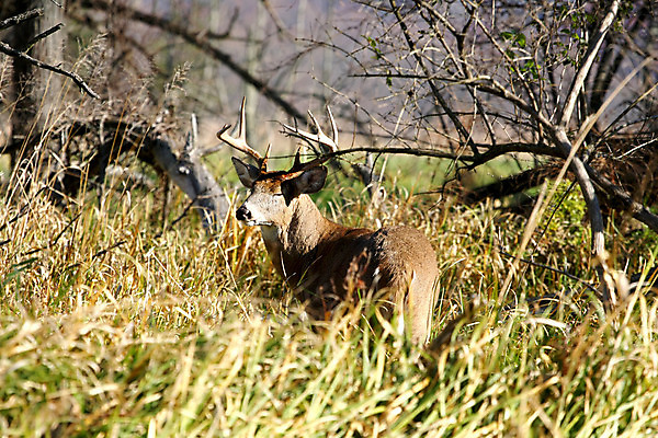 포토 JPG 해외이미지 나무 동물 계절 공원 야생동물 백그라운드 밭 포유류 자연 뿔 사람없음 갈색 머리 달러 흰색 시골 숲 방목 심볼 꼬리 역동적 사냥 땀 귀 내추럴 동물상 무료 서쪽 아기사슴 암사슴 해외202004 해외포토 식물 공공시설 새끼 컬러 컨셉 돈 농업 사슴 신체부위 조형물 축산업 암컷 방향 생태계 파일형식 이미지허브